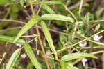 Pine barren ticktrefoil